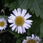 Aster alpinus 'White Beauty' - 