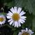 Aster alpinus 'White Beauty'