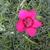 Dianthus deltoides 'Flashing Light'