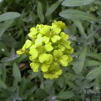 Alyssum montanum 'Berggold' - Alyssum montanum 'Berggold'