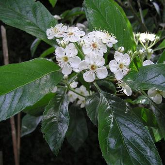 Crataegus x lavallei 'Aurora'