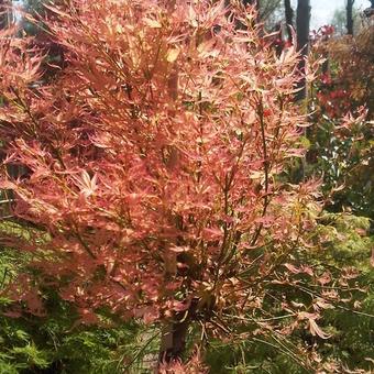 Acer palmatum 'Wilson's Pink Dwarf'