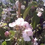 Malus domestica 'Pinova' - 