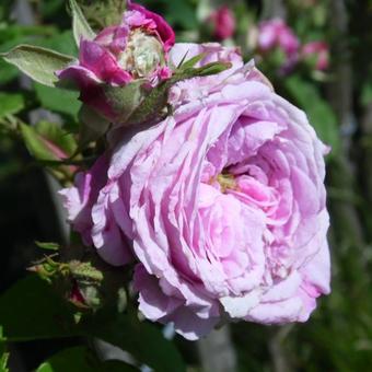 Rosa 'President de Seze'