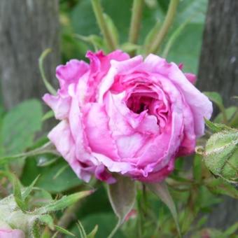 Rosa 'President de Seze'