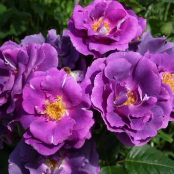 Rosa 'Rhapsody in Blue'