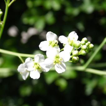 Crambe cordifolia