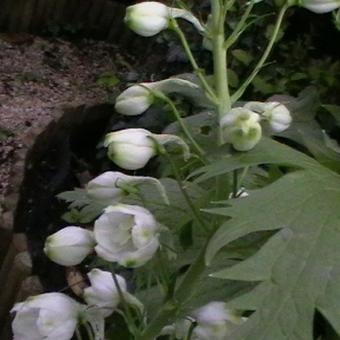 Aconitum napellus 'Album'