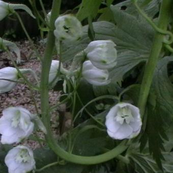 Aconitum napellus 'Album'