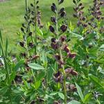 Baptisia 'Chocolate Chip' - 