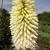 Kniphofia 'Ice Queen'