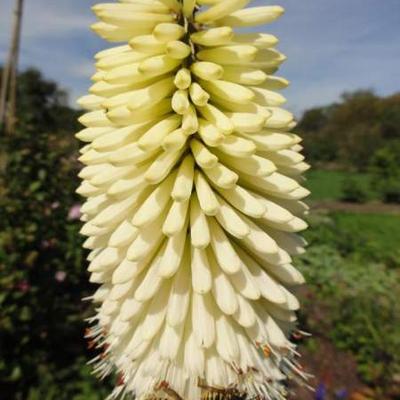 Kniphofia 'Ice Queen'