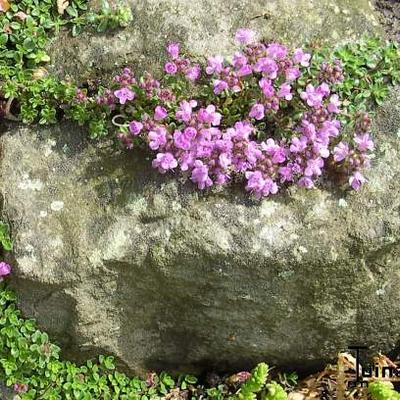 Thymus serpyllum 'Minor' - 