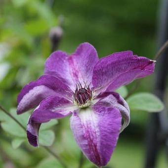 Clematis viticella  'Venosa Violacea'