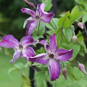 Clematis viticella  'Venosa Violacea'