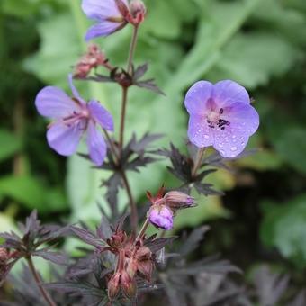 Geranium pratense 'Midnight Reiter'