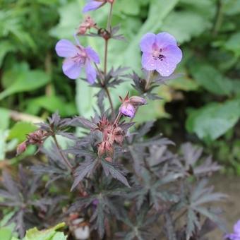 Geranium pratense 'Midnight Reiter'