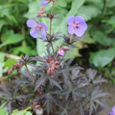 Geranium pratense 'Midnight Reiter' - Geranium pratense 'Midnight Reiter'