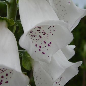 Digitalis purpurea 'Alba'