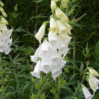 Digitalis purpurea 'Alba'