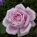 Rosa 'Blue Moon' - 