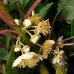 Actinidia deliciosa 'Jenny' - 