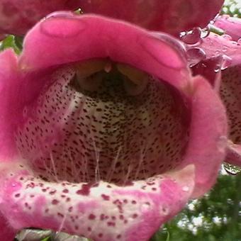 Digitalis purpurea 'CAMELOT Rose'