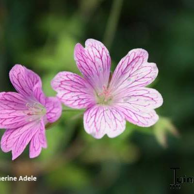 Geranium x oxonianum 'Katherine Adele' - Geranium x oxonianum 'Katherine Adele'