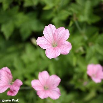 Geranium endressii 'Wargrave Pink'