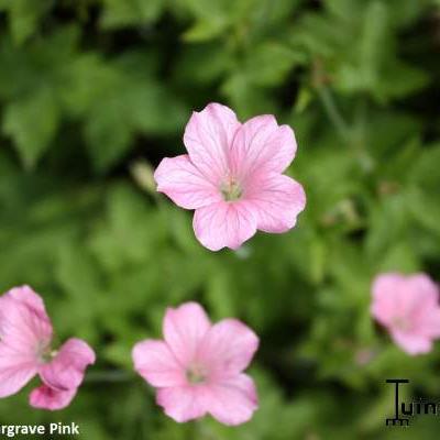 Geranium endressii 'Wargrave Pink'