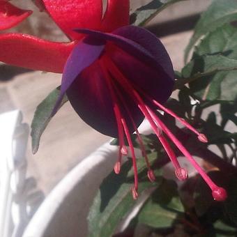 Fuchsia 'Pluto'