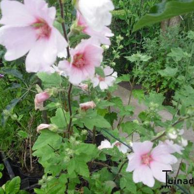 Lavatera x clementii 'Barnsley - Lavatera x clementii 'Barnsley