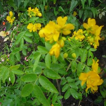 Senna corymbosa