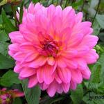 Dahlia 'Karma Fuchsiana' - 