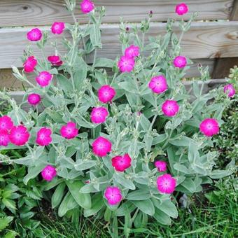 Lychnis coronaria 'Atrosanguinea'