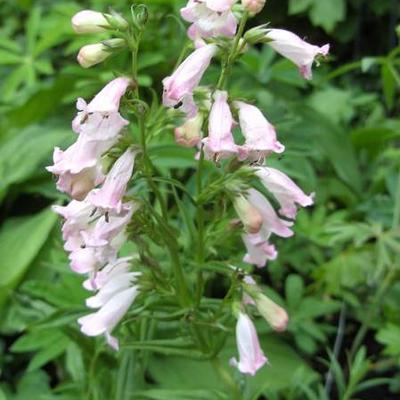 Penstemon  digitalis 'Apple Blossom' - Penstemon digitalis 'Apple Blossom' - Penstemon  digitalis 'Apple Blossom'