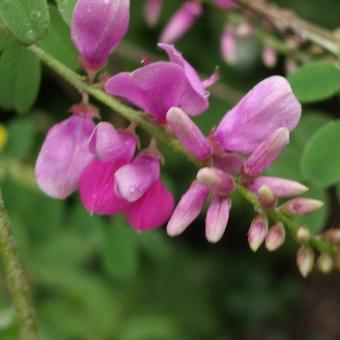 Indigofera heterantha