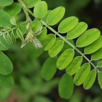 Indigofera heterantha