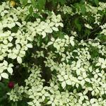 Cornus kousa - Asiatischer Blüten-Hartriegel