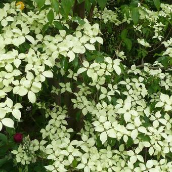 Cornus kousa