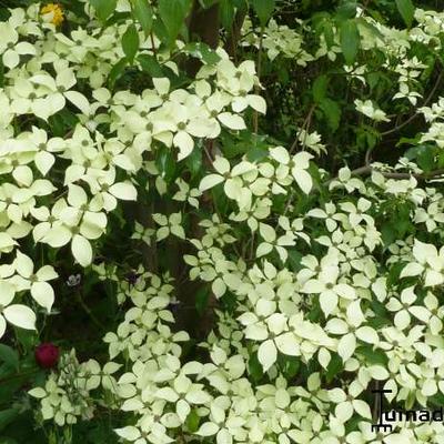 Cornus kousa - Cornouiller du Japon