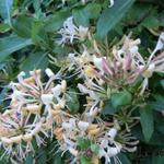 Lonicera - Heckenkirschen