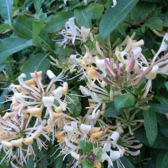 Lonicera