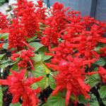 Salvia splendens - Sauge éclatante