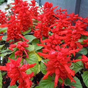 Salvia splendens