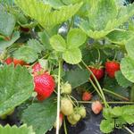 Fragaria x ananassa 'Elsanta' - Fragaria x ananassa 'Elsanta'