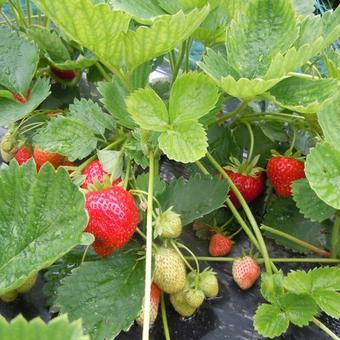 Fragaria x ananassa 'Elsanta'