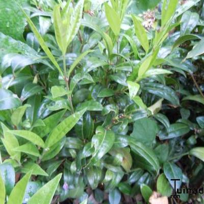 Sarcococca confusa - SARCOCOQUE À FEUILLE DE RUSCUS