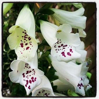 Digitalis purpurea 'Alba'