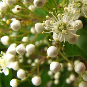 Pyracantha ‘Soleil d’Or’